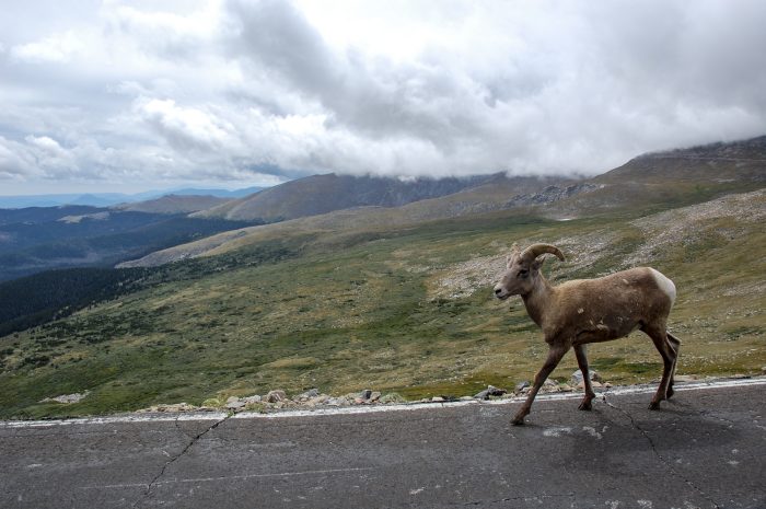 Colorado Wildlife Calendar