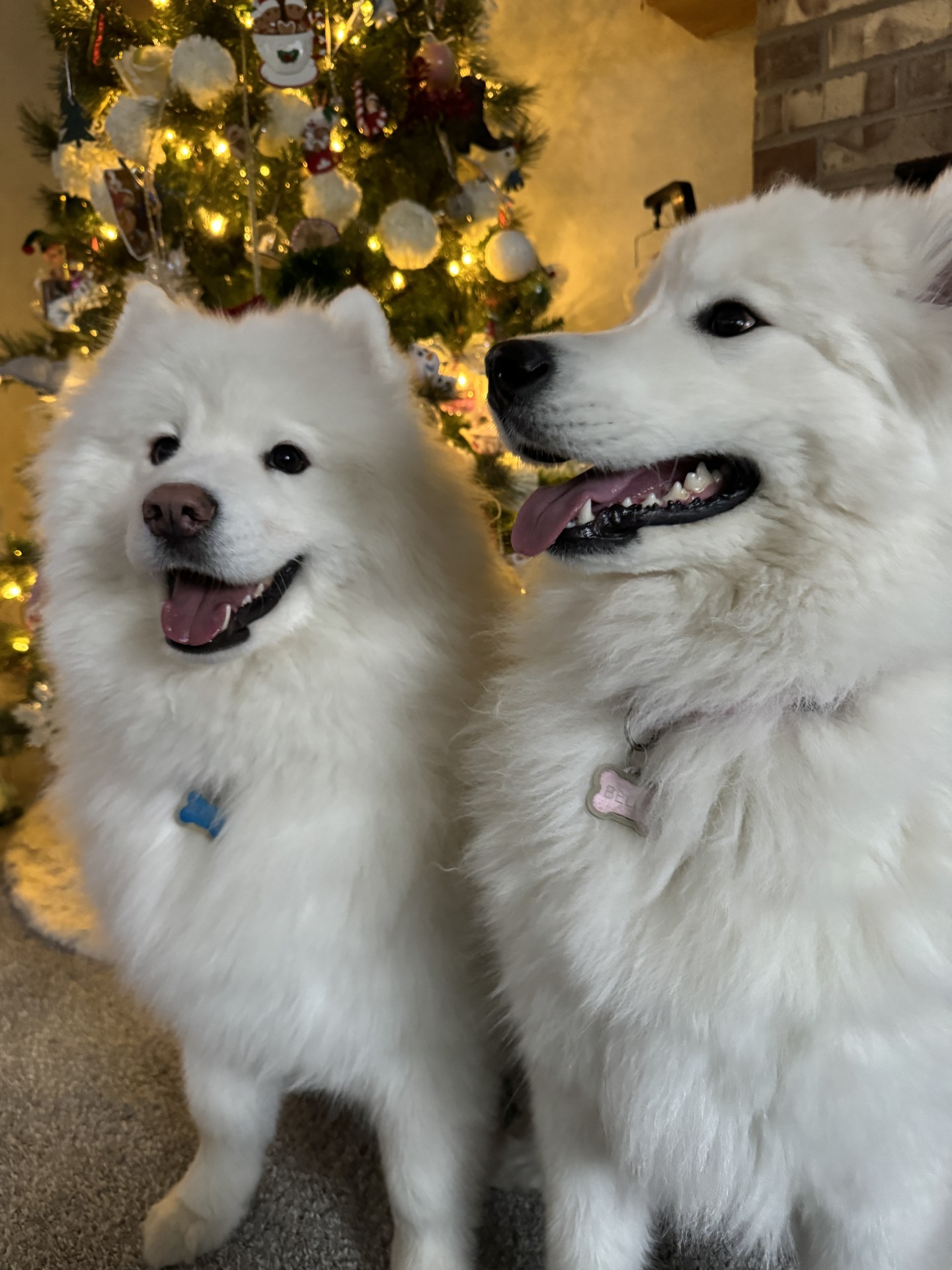 Top Colorado Gifts for Dogs This Holiday Season